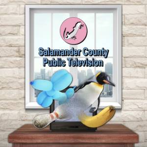 Buy Salamander County Public Television Xbox Series Compare Prices