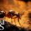 Empire of the Ants PC Requirements Revealed