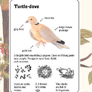 Little Mouse's Encyclopedia - Turtle-dove