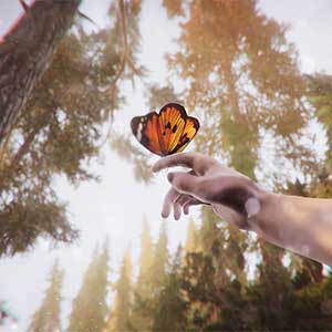 The Forest Cathedral - Butterfly